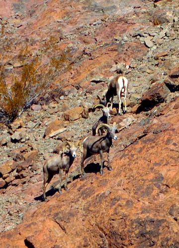 Bluewater Jet Boat Tours-哈瓦苏湖城必去景点