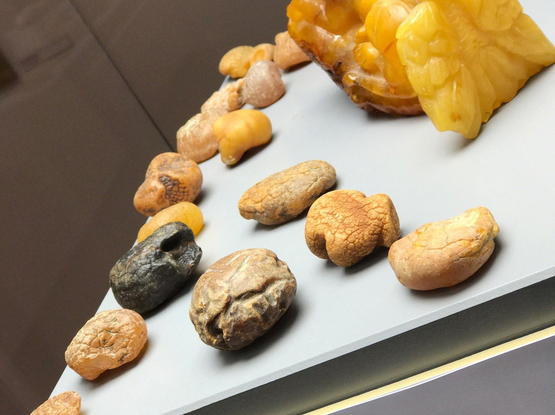 Natural History Museum景点图片