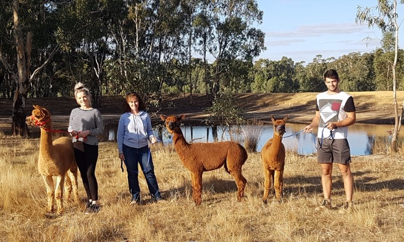 Redbank Alpacas-Redbank必去景点
