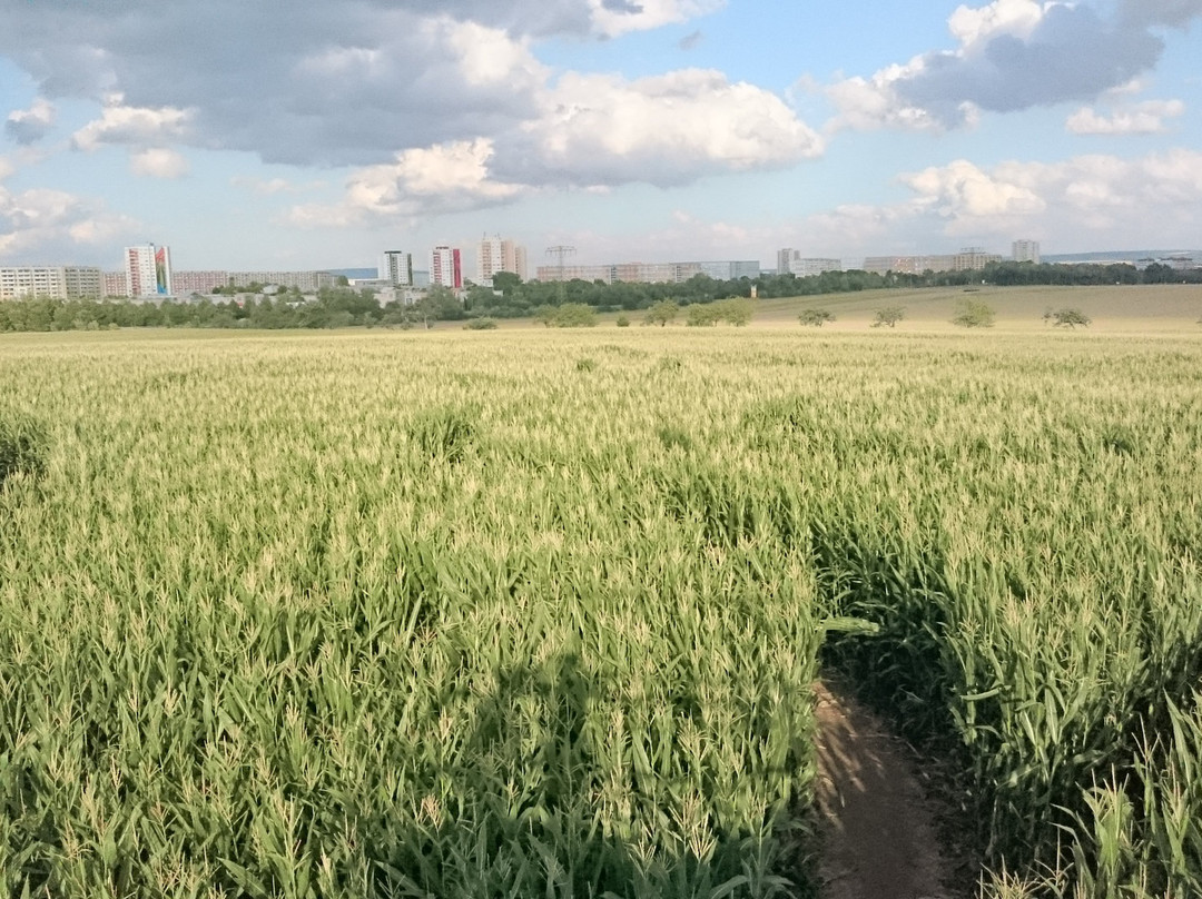 Maislabyrinth Erfurt-爱尔福特必去景点