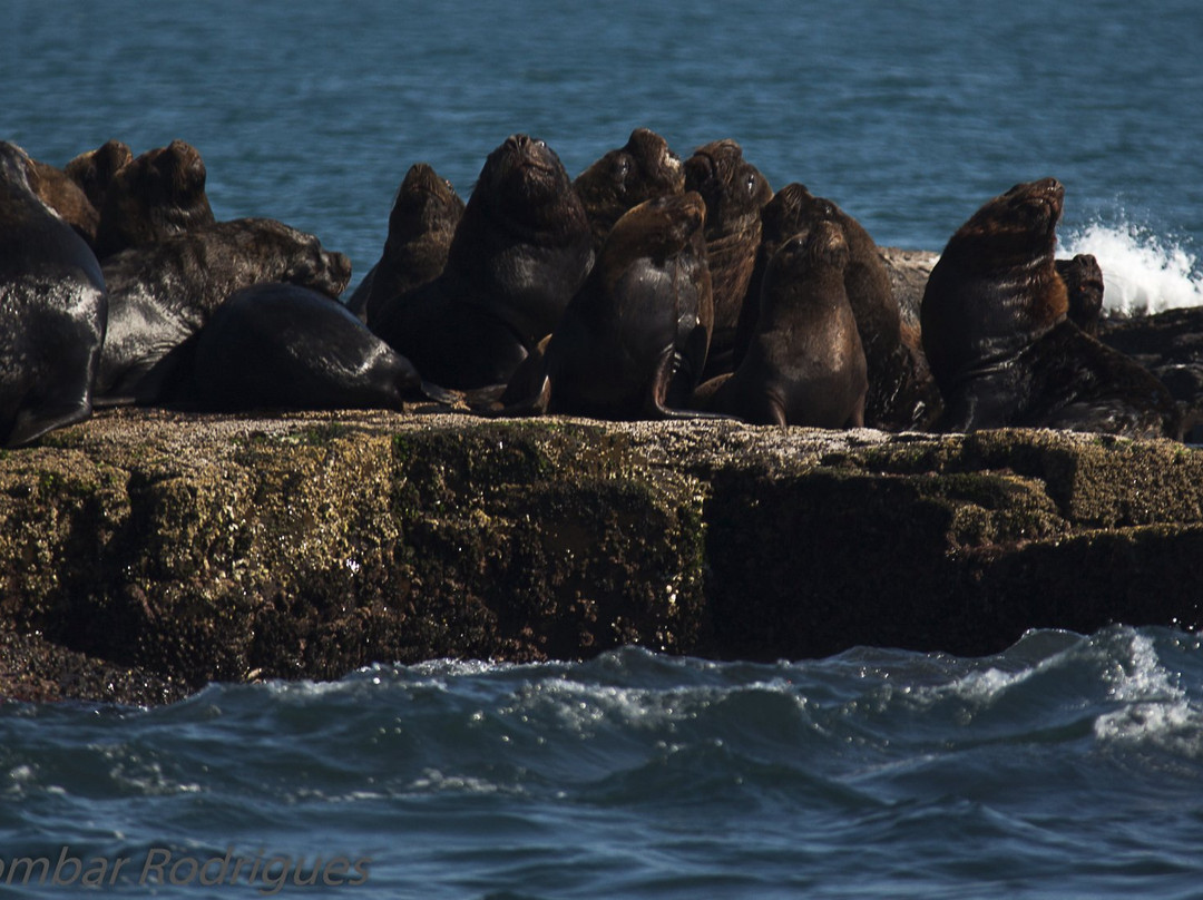 Ilha dos Lobos-Torres必去景点