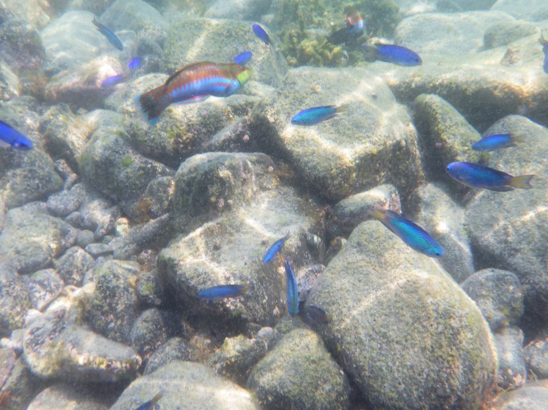 Tagosehama Beach-西伊豆町必去景点