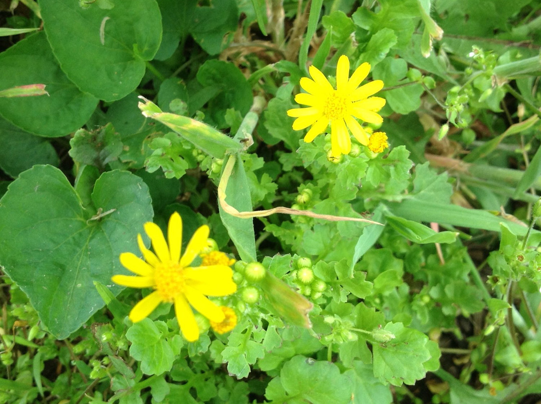 Fox Ridge State Park-Charleston必去景点