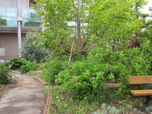Fukuoka University Herb Garden-福冈市必去景点