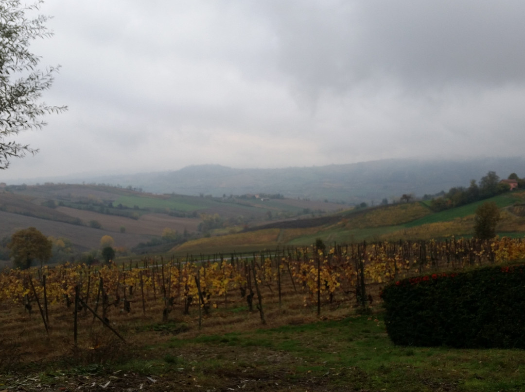 Tenuta La Torretta景点图片