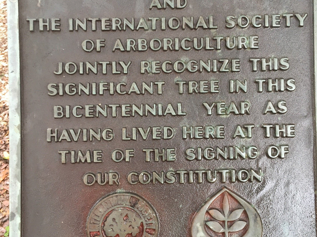 Lover's Oak-不伦瑞克必去景点