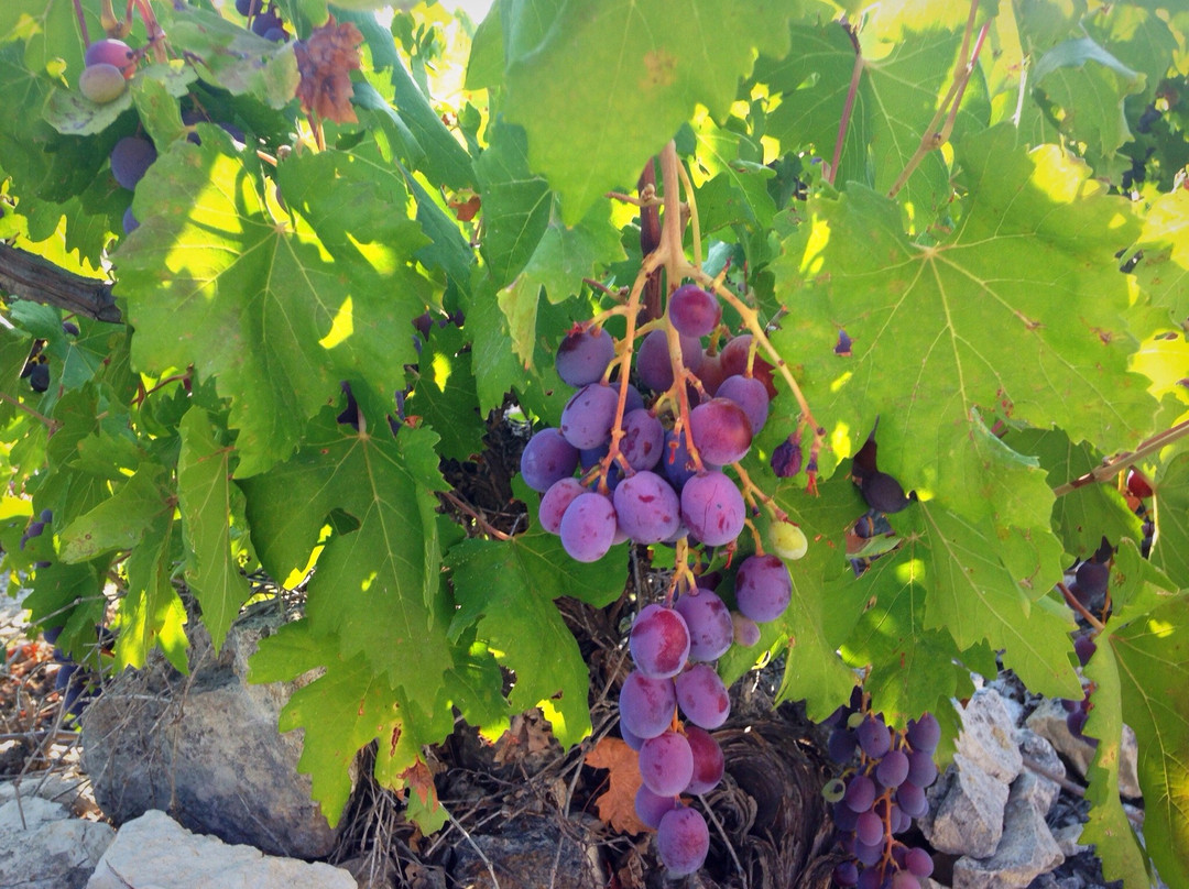 Vasa, Cyprus-Vasa必去景点