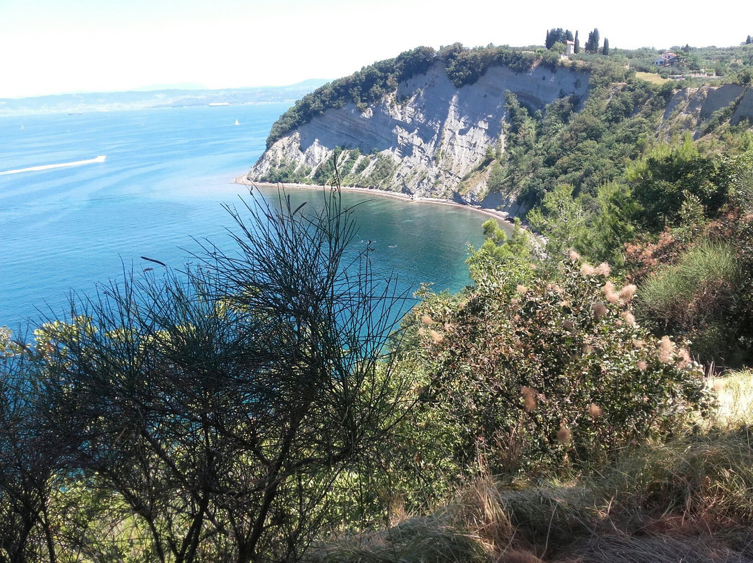 Strunjan Cliff