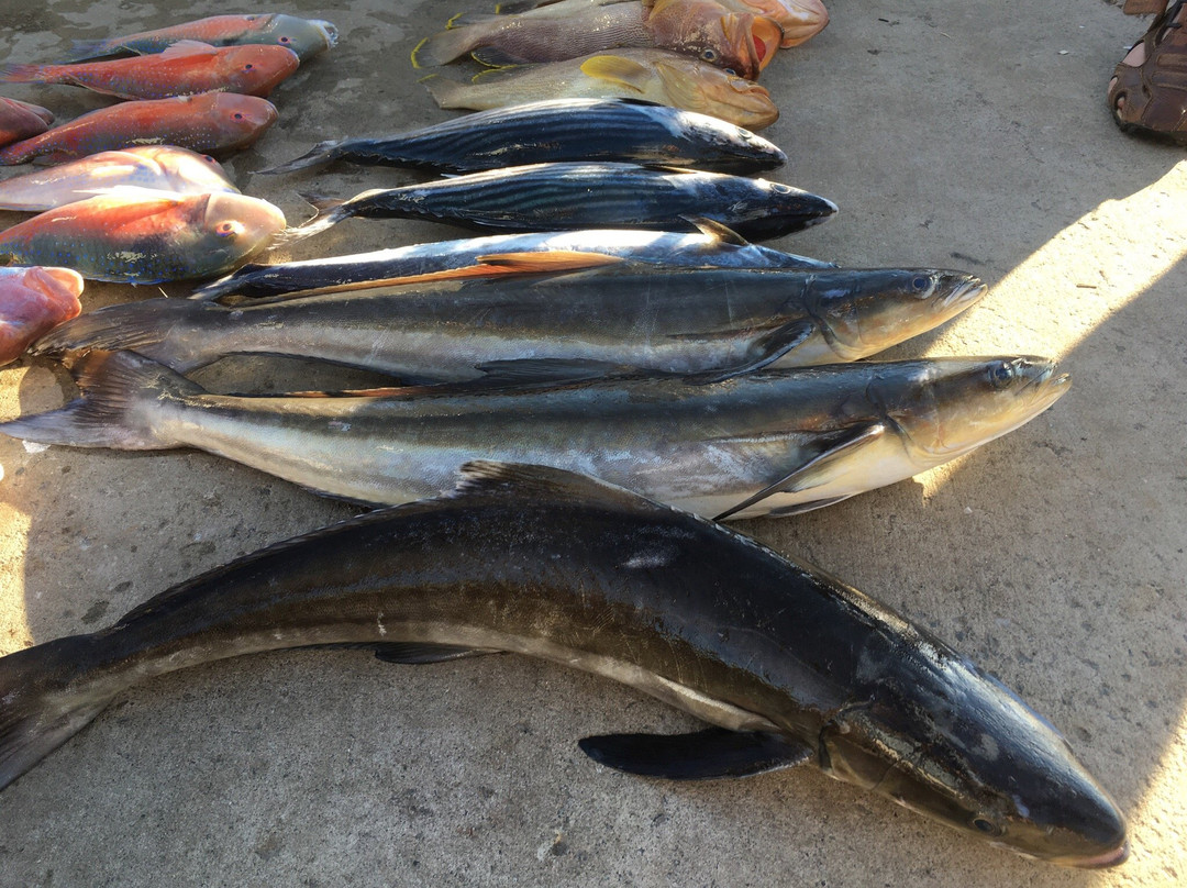 Fishing Offshore 1770 Charters