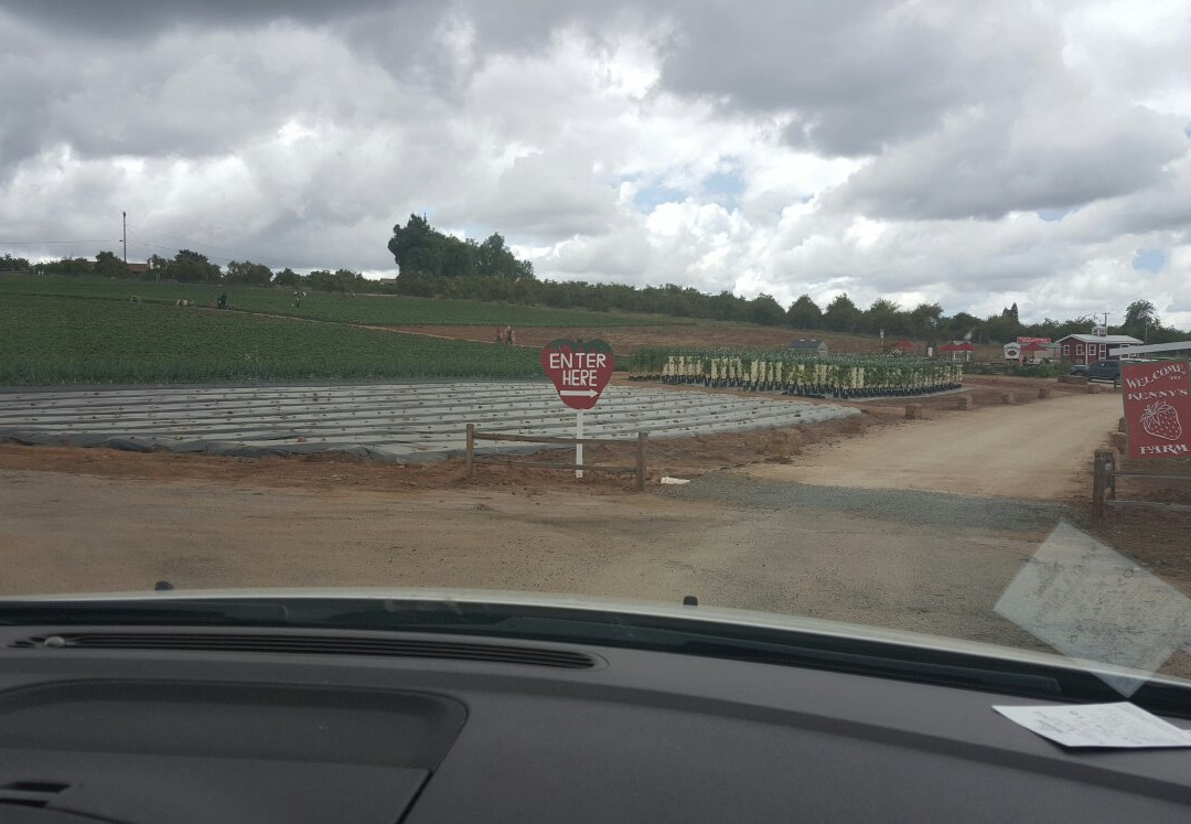 Kenny's Strawberry Farm-Fallbrook必去景点