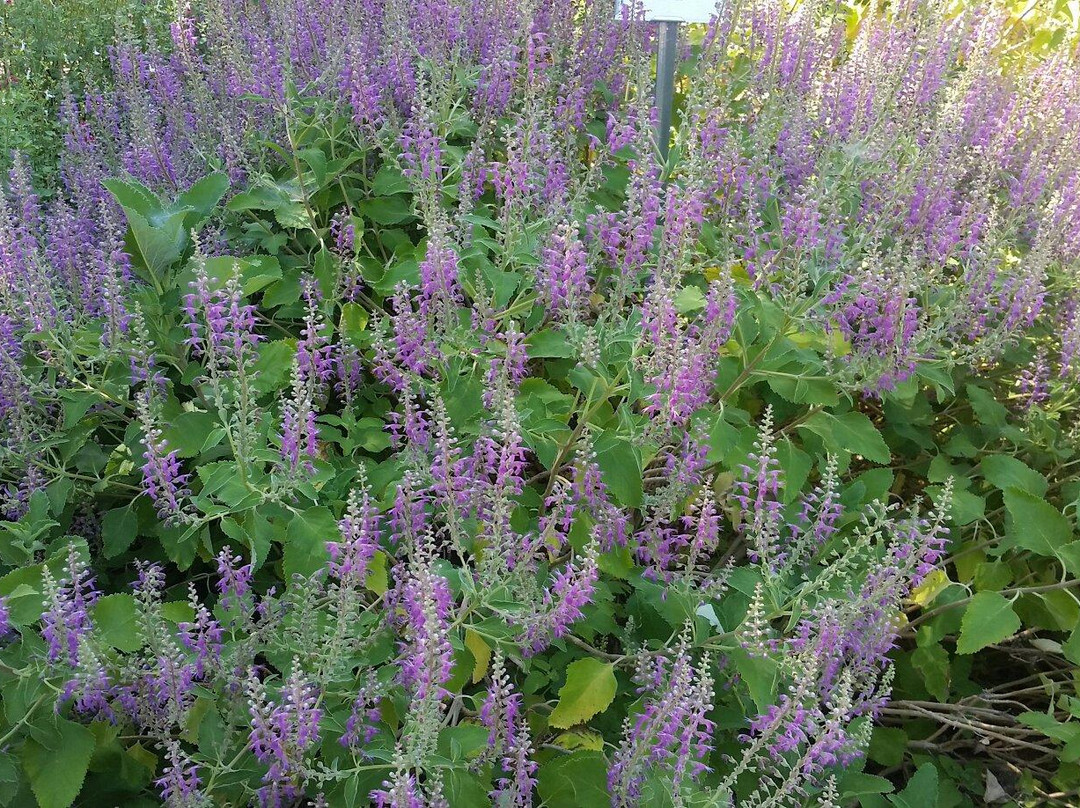 Häagen-Dazs Honey Bee Haven-戴维斯必去景点