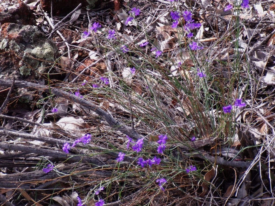 Williams Nature Reserve-Williams必去景点