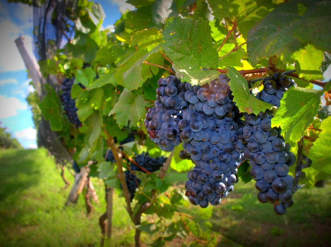 Vinedo Los Aromitos景点图片