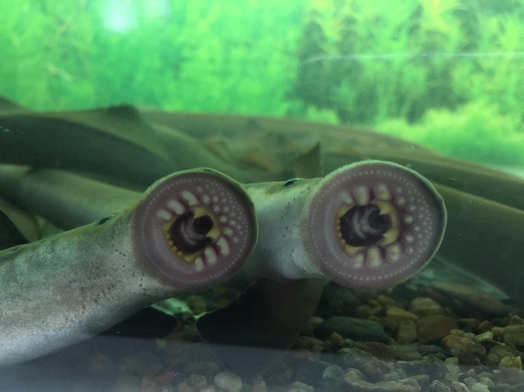 Fishes of Amur River Museum-哈巴罗夫斯克必去景点