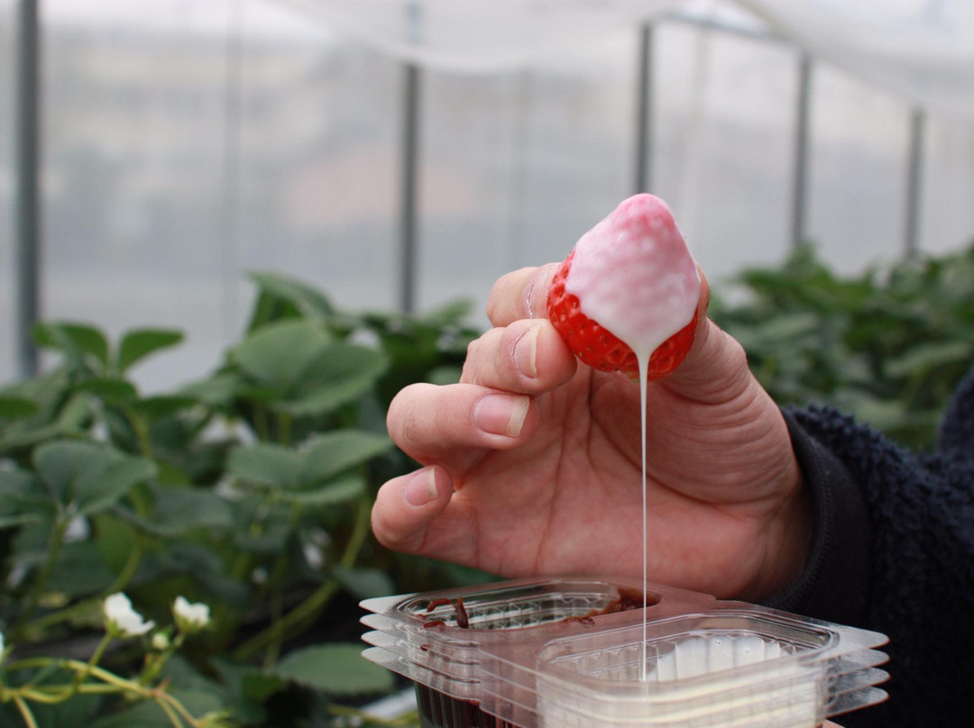 Kafuka Strawberry Farm-甲贺市必去景点
