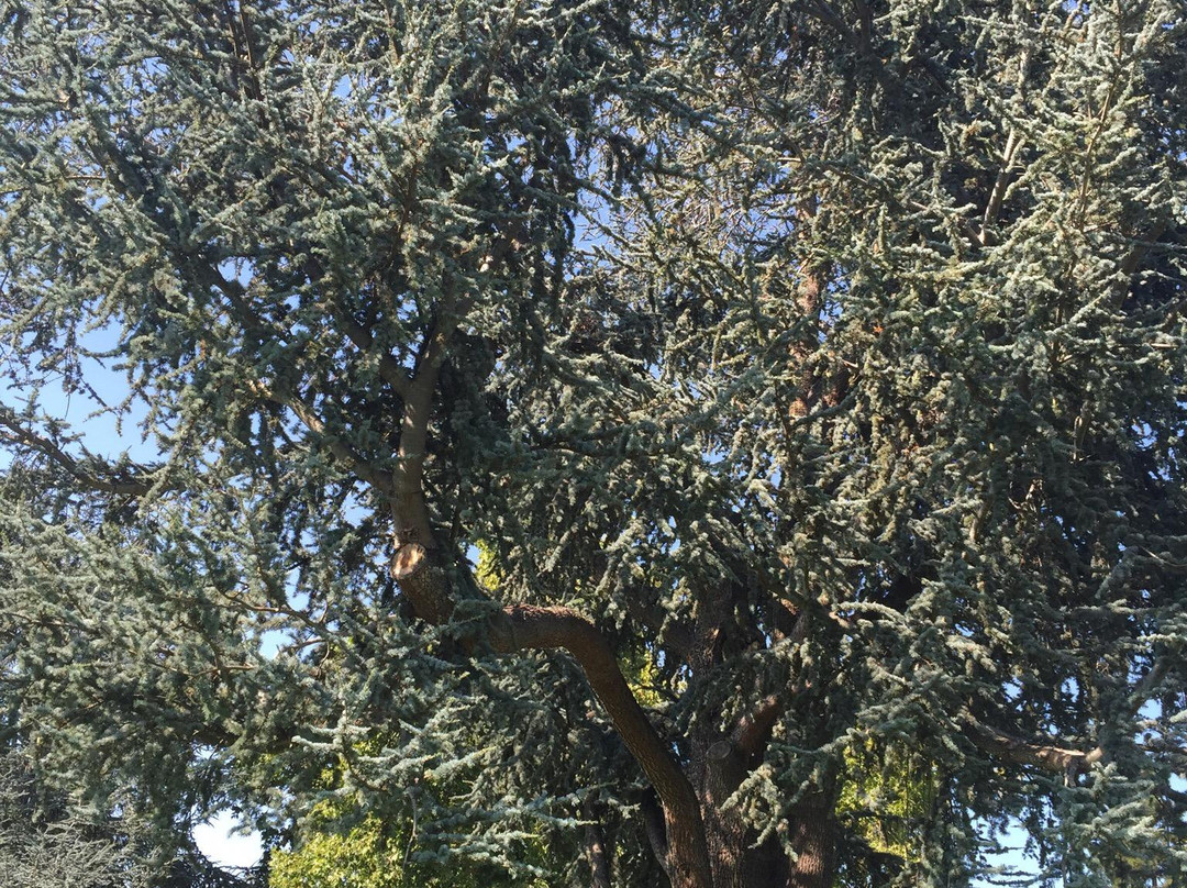 Rinconada Park-帕罗奥多必去景点