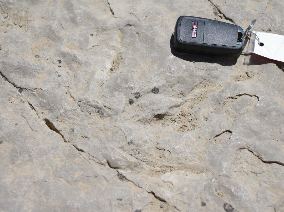 Red Gulch Dinosaur Tracksite-Greybull必去景点