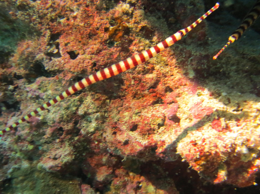 Barracuda Buceo Alona Dive-邦劳岛必去景点