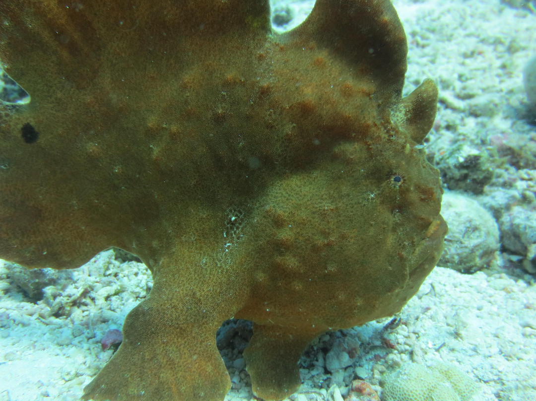 Barracuda Buceo Alona Dive-邦劳岛必去景点