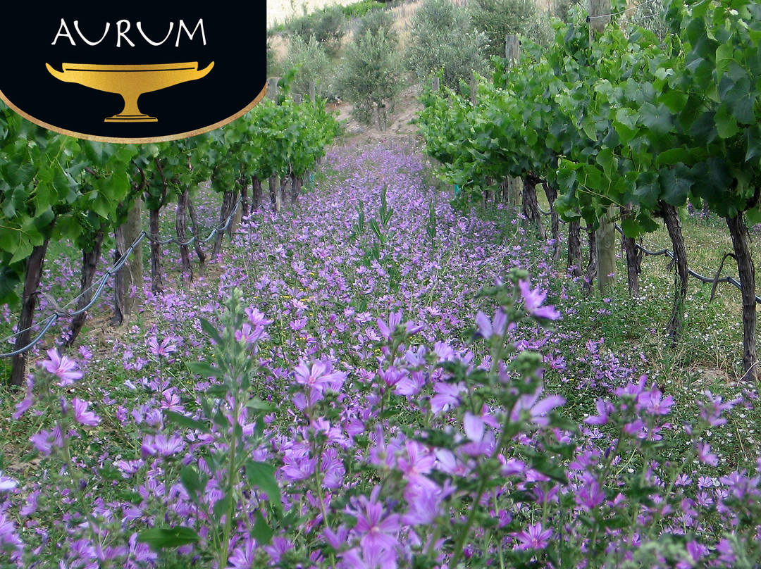 Lowburn旅游景点-Aurum Wines