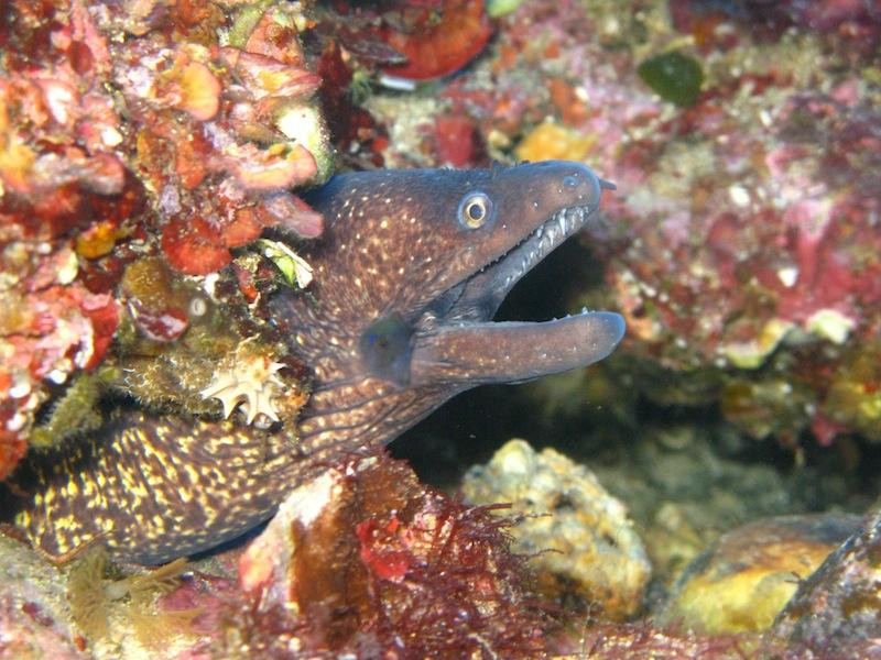 Muciara Diving Center景点图片