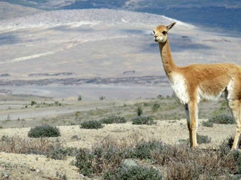 Dutchman Adventure-基多必去景点