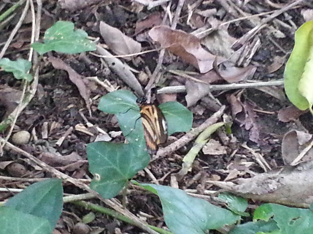 Jardim Botânico-阿雷格里港必去景点