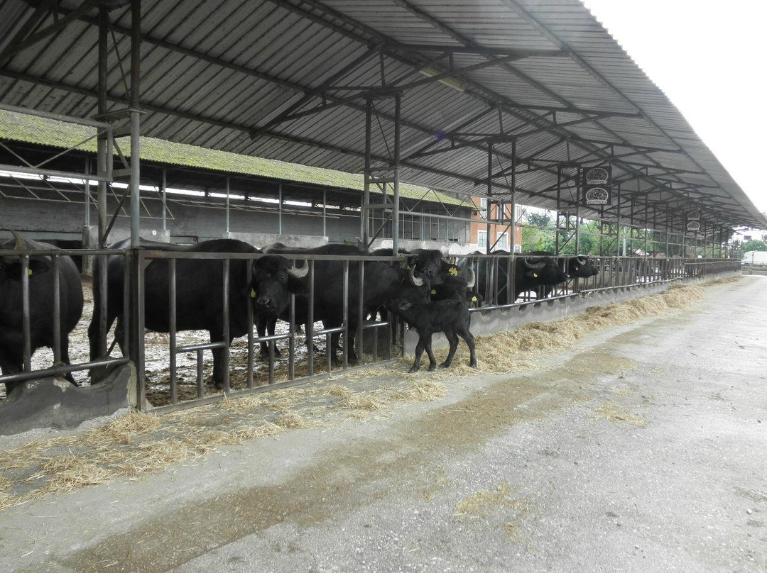 Azienda Agricola Torre Lupara景点图片