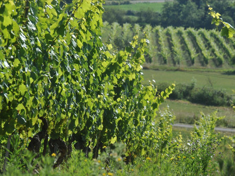Château Lacapelle Cabanac-Lacapelle-Cabanac必去景点