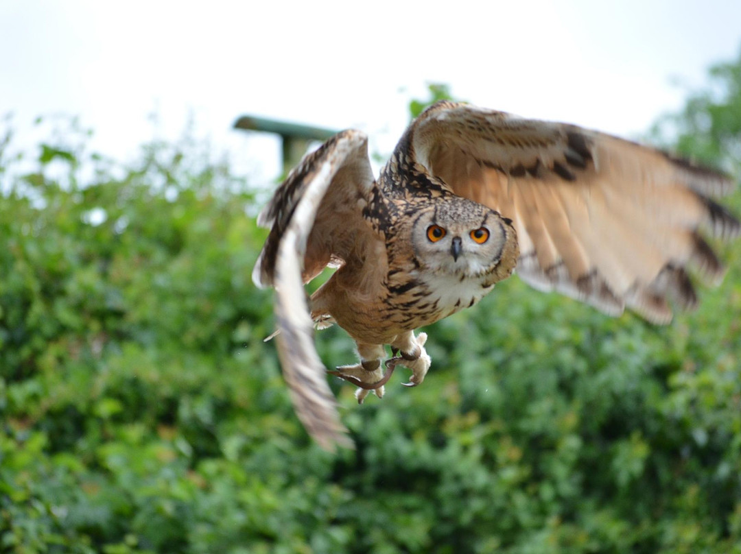 Suffolk Owl Sanctuary景点图片