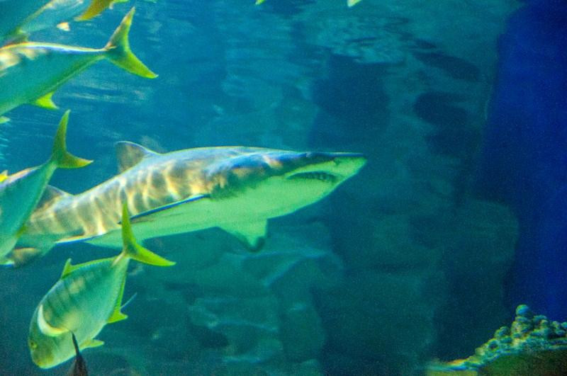 吉隆坡城中城水族馆-吉隆坡必去景点