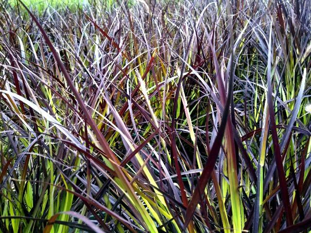 Bergen's Greenhouses, Inc-Detroit Lakes必去景点