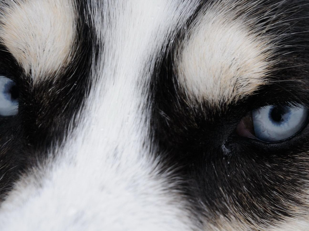 哈士奇雪橇之旅-罗瓦涅米必去景点