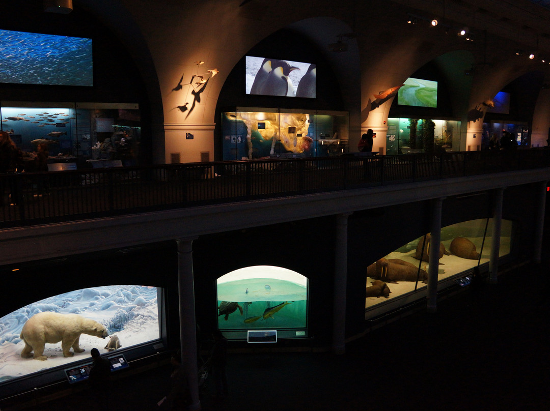 美国自然历史博物馆-纽约市必去景点