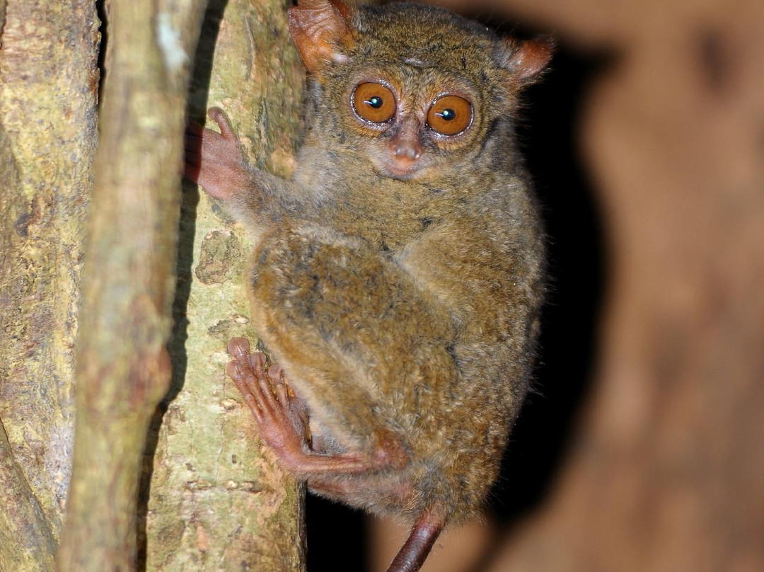 Mama Roos Home Stay主图