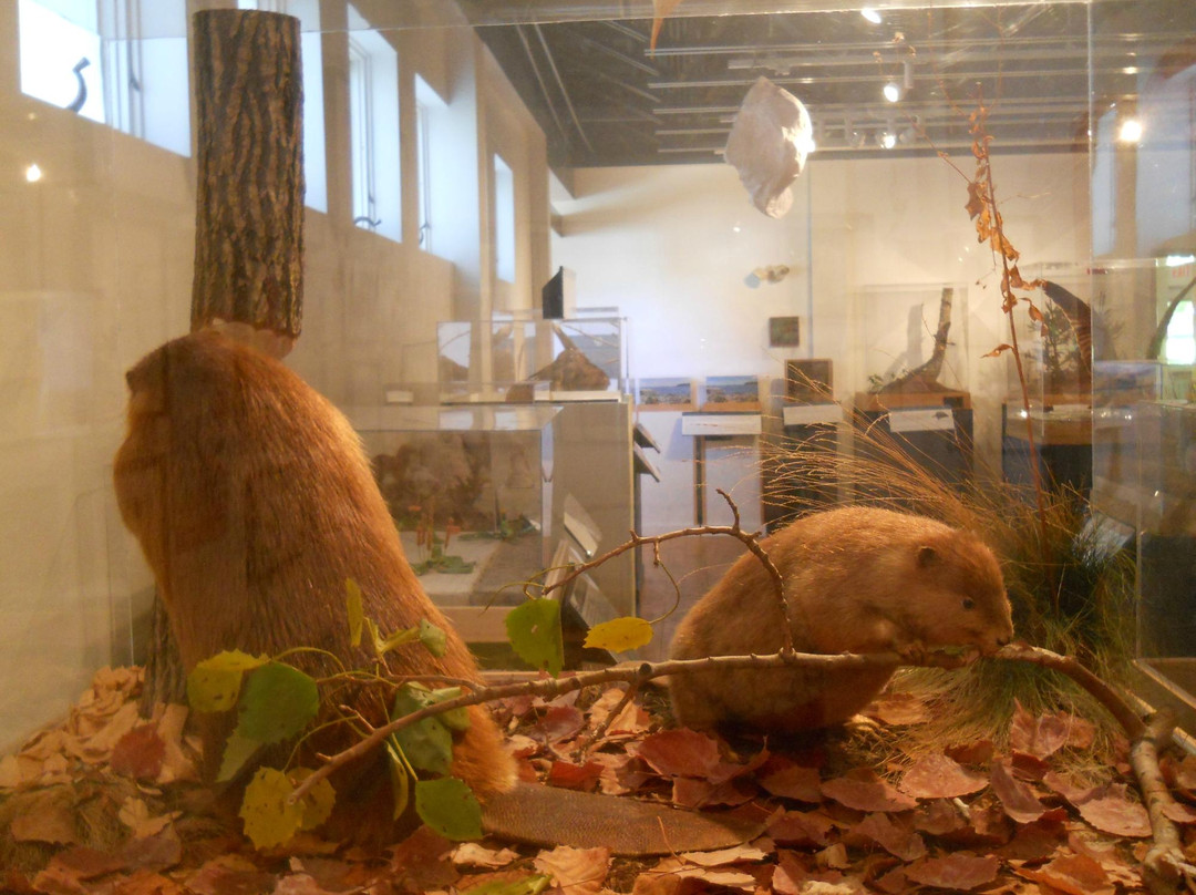 George B. Dorr Museum of Natural History-巴港必去景点