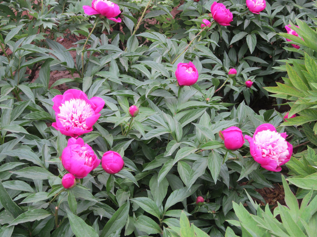 洛阳国际牡丹园-洛阳市必去景点