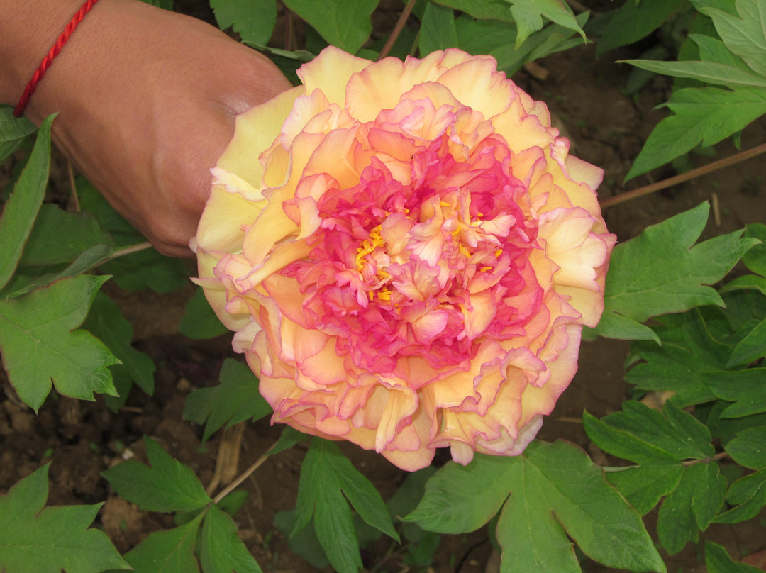 洛阳国际牡丹园-洛阳市必去景点