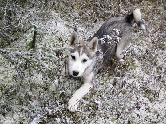 天狼星雪橇狗和极光之旅-费尔班克斯必去景点