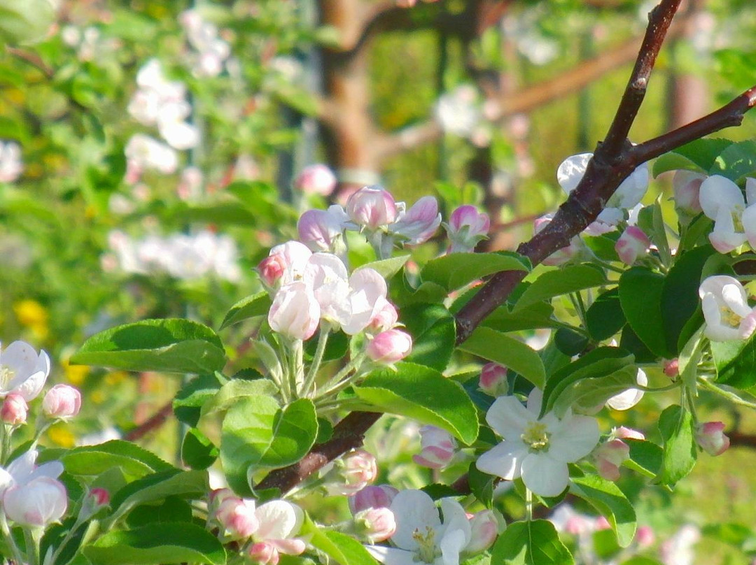 Azumino Tourlist Orchard-安昙野市必去景点