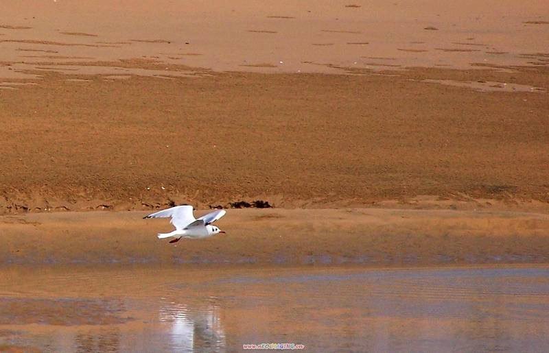 日照鑫瑞渔家主图