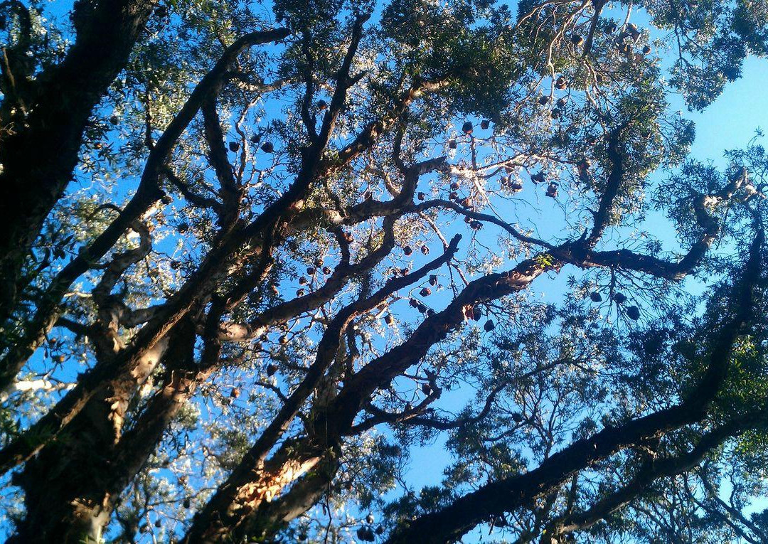 悉尼世纪公园-悉尼必去景点