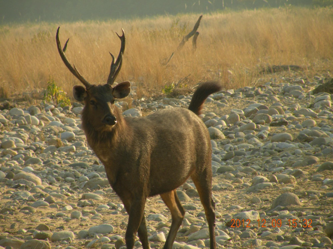 Corbett Safari景点图片
