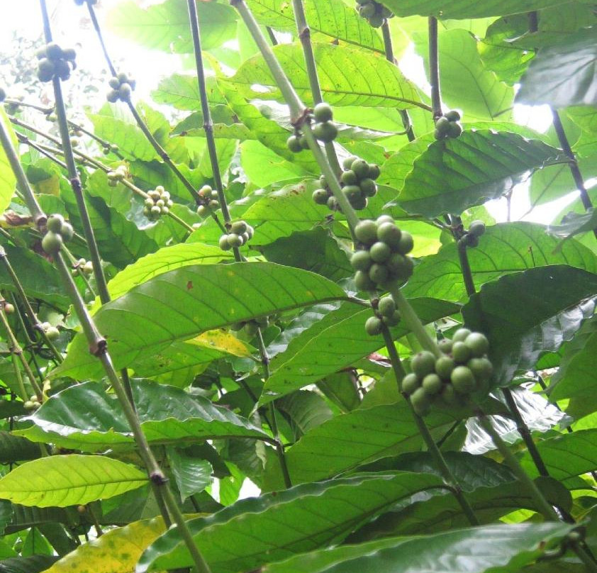 Taman Nadi Agro景点图片