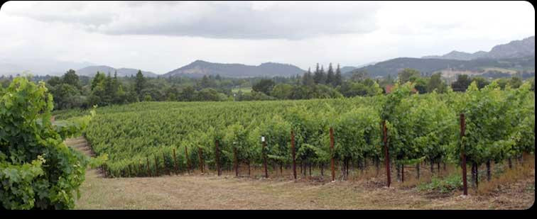 Pina Winery景点图片