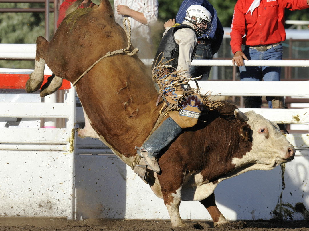 Medicine Hat Exhibition & Stampede景点图片