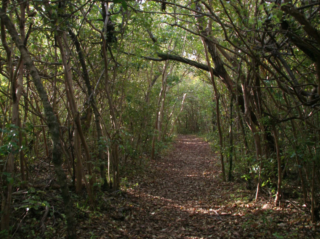 Tom Moore's Jungle-Hamilton Parish必去景点