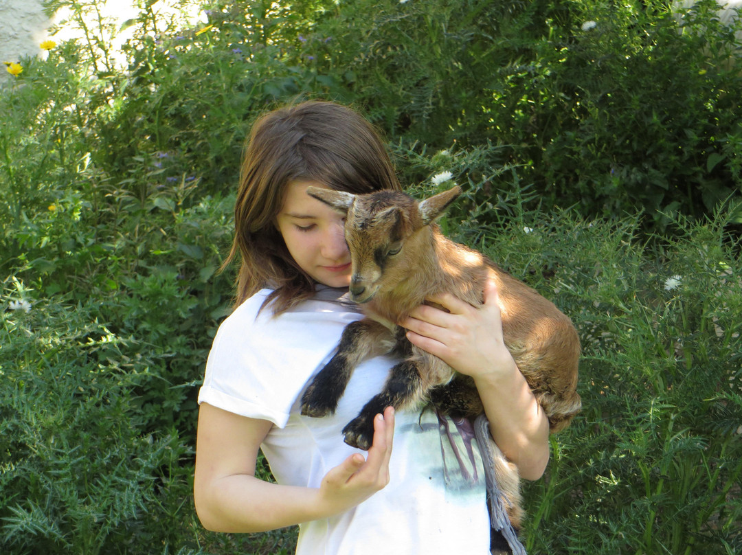 Victor's Horse & Carriage-Xaghra必去景点