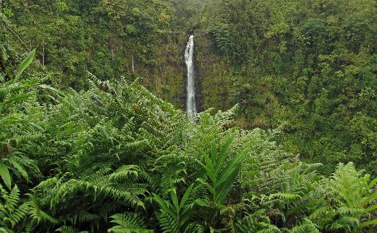 阿卡卡瀑布州立公园-希洛必去景点