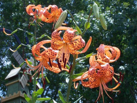 ABQ BioPark Botanic Garden-阿尔伯克基必去景点